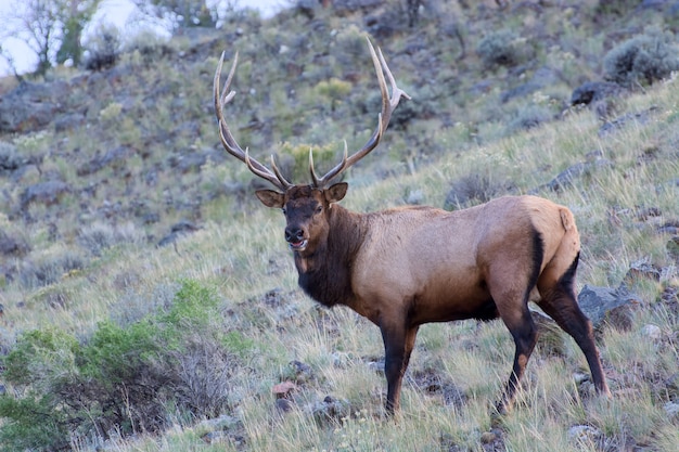 Elch oder Wapiti Cervus canadensis