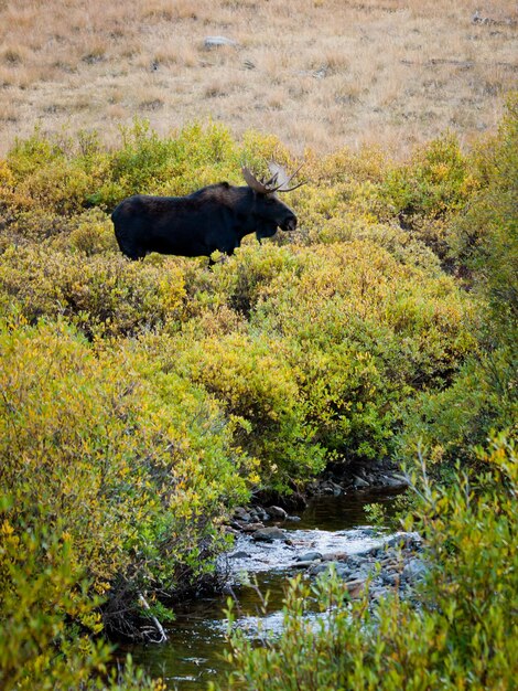 Elchbulle in Colorado.