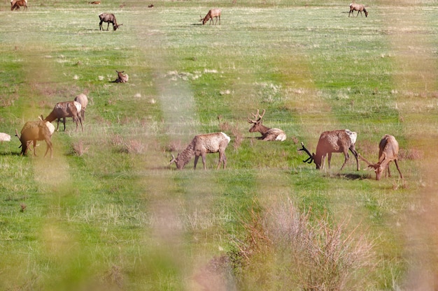 Elche auf Wiese im Rocky Mountain National Park