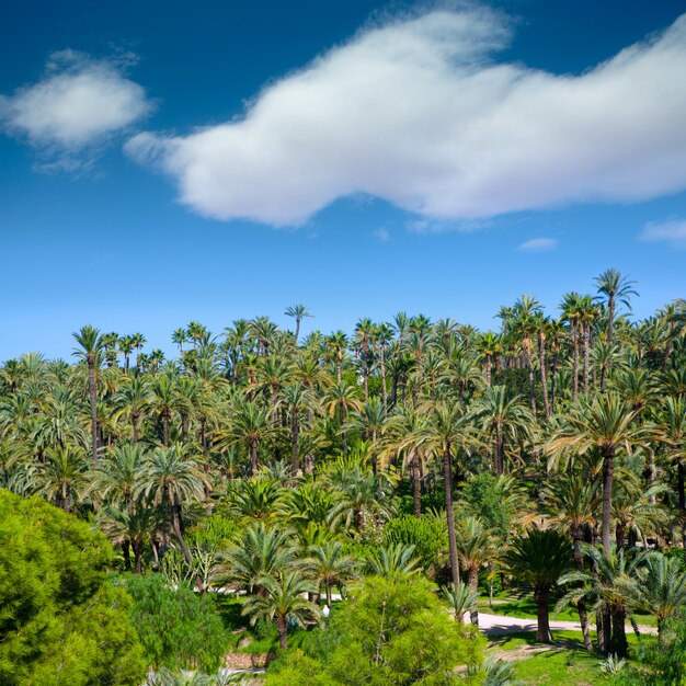 Elche Elx Alicante el Palmeral con muchas palmeras.