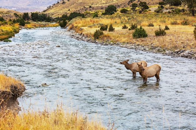 Elche stehen im Wasser im kochenden Fluss im Yellowstone-Nationalpark