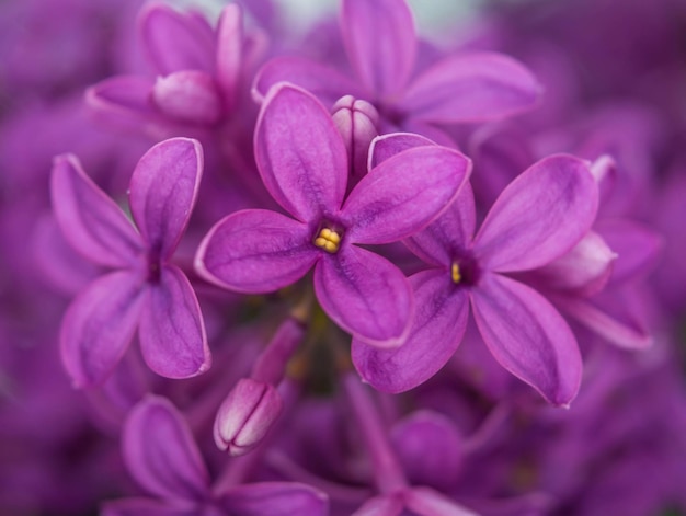 Elder conhecido como elderberry flores de elder preto em cor violeta macro botânica
