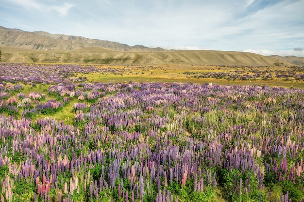 Foto ele incrível flor de tremoço vista perto do lago tekapo, nova zelândia