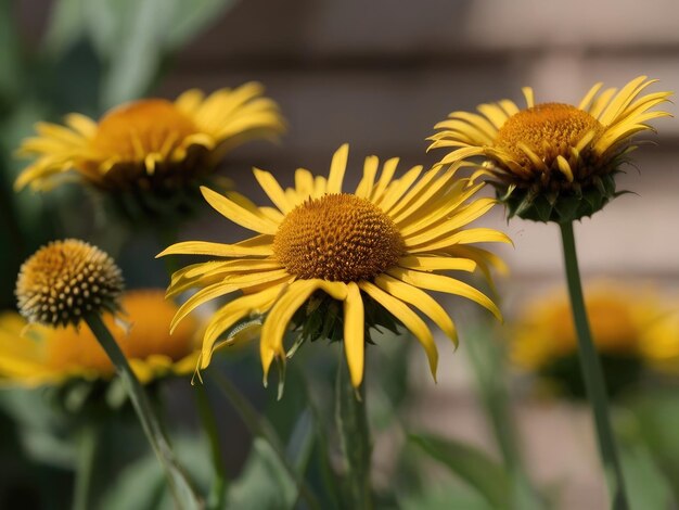 Foto elecampane inula helenium no jardim de verão foto em close