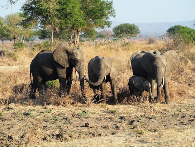 Foto elefant 2 plus 2 familie wildtiere in afrika safari