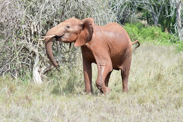 Foto elefant auf dem feld