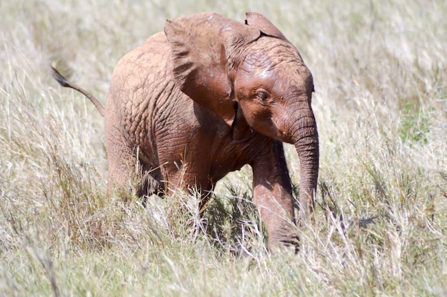 Foto elefant auf dem feld