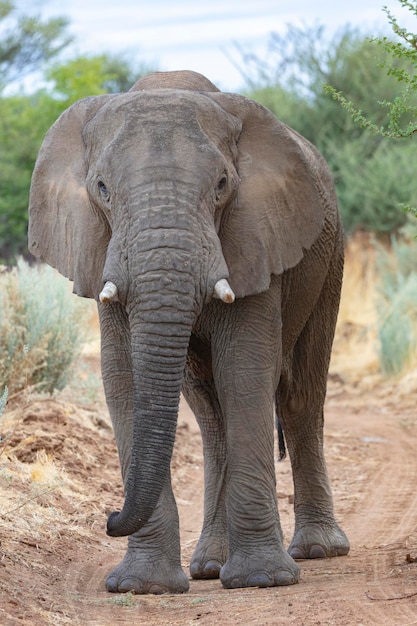 Foto elefant auf der straße