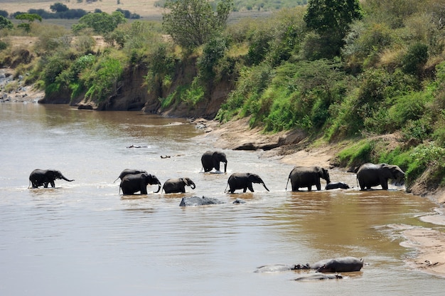 Elefant auf Savanne im Nationalpark von Afrika