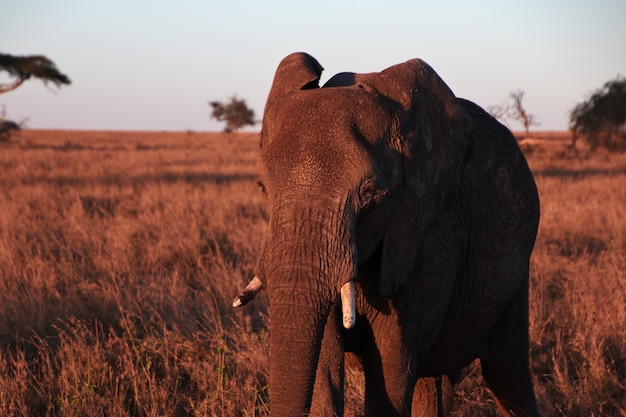 Elefant auf Savanne in Kenia und in Tansania, Afrika