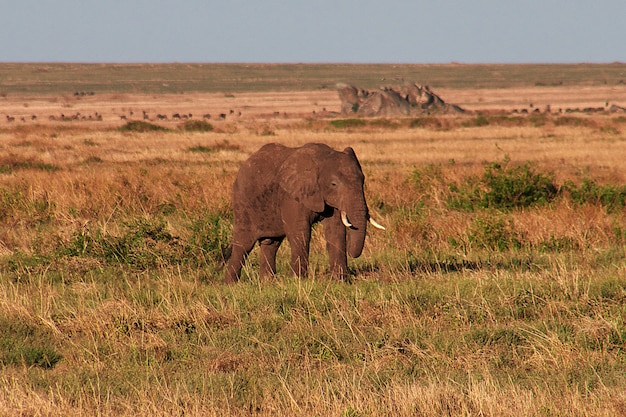 Elefant auf Savanne in Kenia und Tansania, Afrika