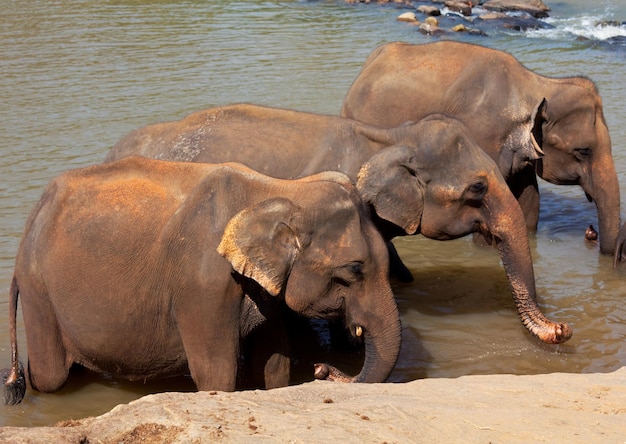 Elefant auf Sri Lanka