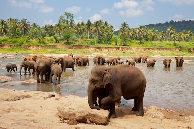 Elefant auf Sri Lanka