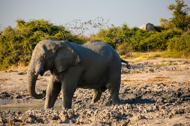 Foto elefant bei bäumen gegen den himmel