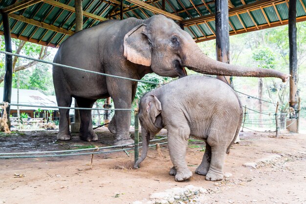 Elefant bei Chiang Mai, Thailand