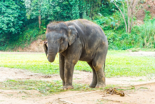 Elefant bei Chiang Mai, Thailand