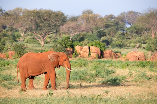 Elefant, der auf einem Feld geht