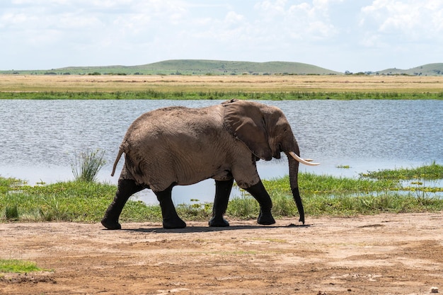 Elefant, der im Amboseli-Nationalpark im Sumpf umherwandert Kenia Afrika