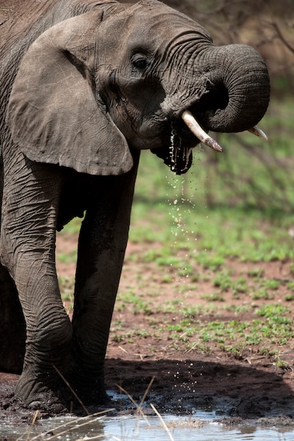 Elefant, der in Serengeti, Tansania, Afrika trinkt