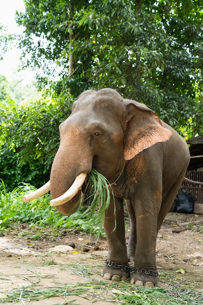 Elefant essen Gras am Zoo