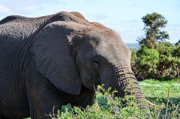 Elefant fängt einen Ast mit seinem Stamm Amboseli Nationalpark Kenia Afrika
