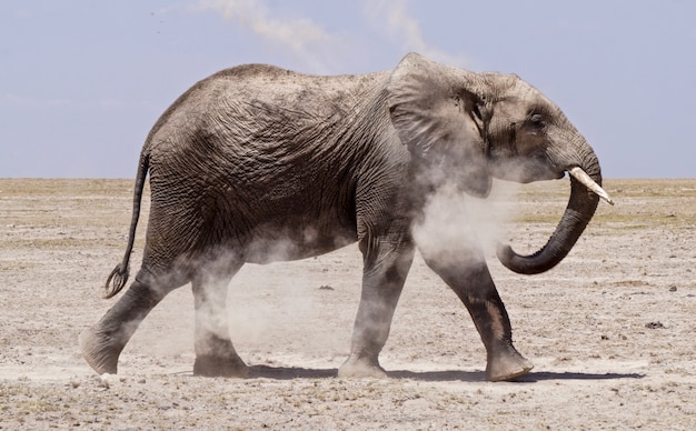 Elefant im Amboseli Nationalpark