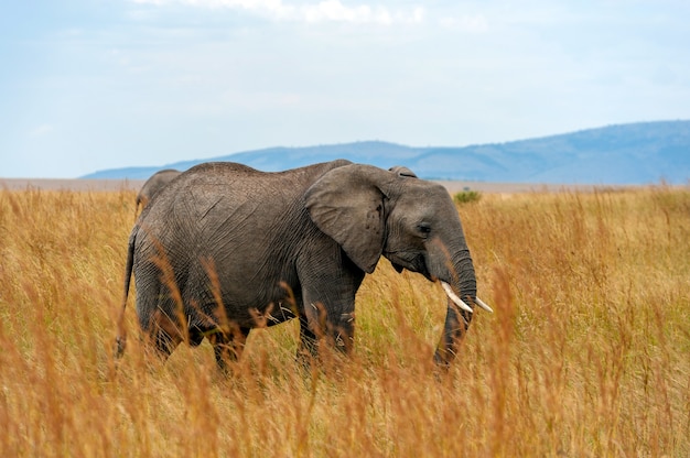 Elefant im Nationalpark Kenia, Afrika