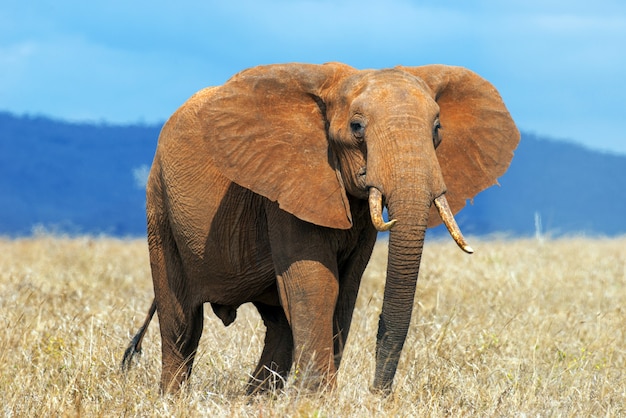 Elefant im Nationalpark von Kenia, Afrika