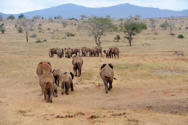 Elefant im Nationalpark von Kenia