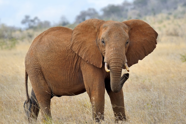 Elefant im Nationalpark von Kenia