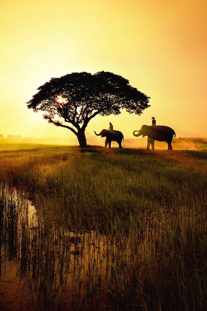 Elefant im Reisfeld mit Sonnenuntergang