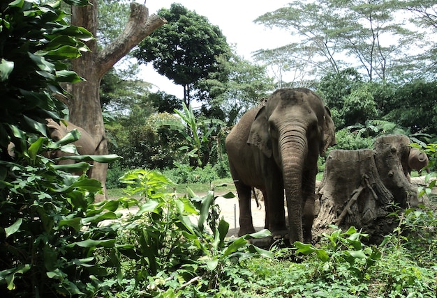 Foto elefant im safaripark