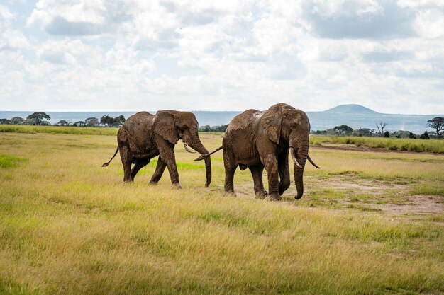 Elefant im Tsavo East Nationalpark in Kenia Eine Familie afrikanischer Elefanten badet im Schlamm