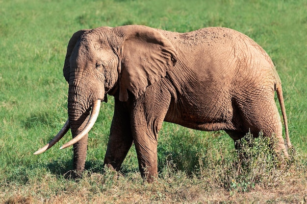 Elefant im Tsavo-Nationalpark. Kenia. Afrika