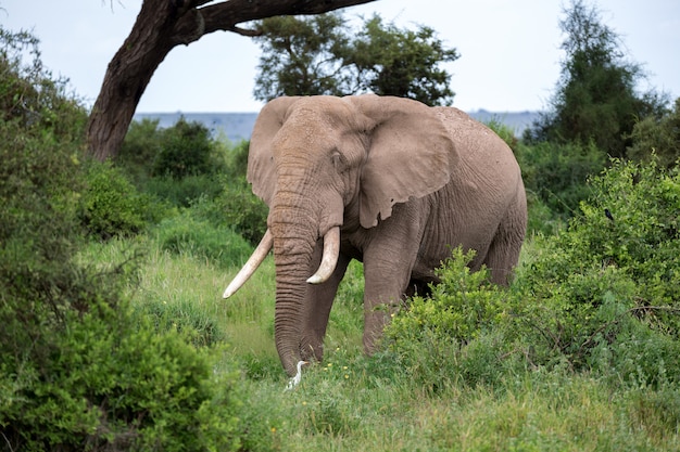 Elefant in der Savanne eines Nationalparks