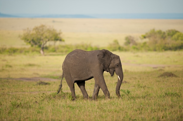 Elefant in der Savanne