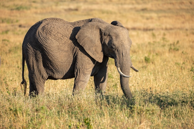 Elefant in der Savanne