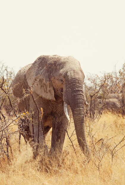 Elefant in der Savanne