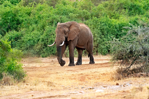 Elefant in ihrem natürlichen Lebensraum in der afrikanischen Savanne