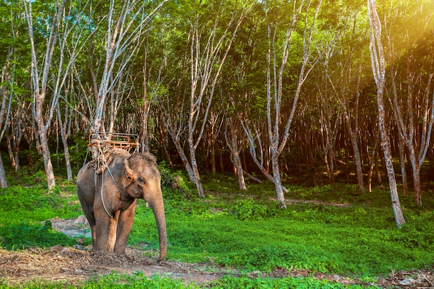 Elefant in Thailand.