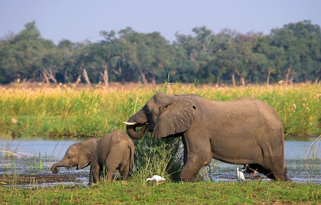 Elefant mit Baby in der Nähe des Sambesi