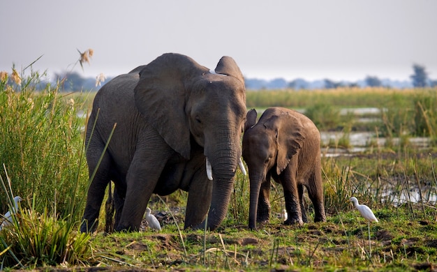 Elefant mit Baby in der Nähe des Sambesi