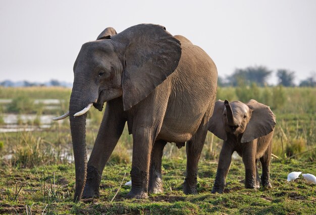 Elefant mit Baby in der Nähe des Sambesi