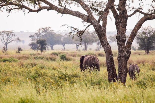 Elefant mit Junge auf dem Feld