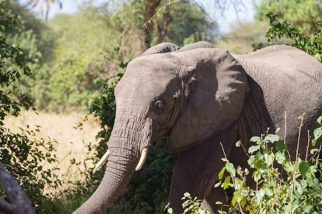 Elefant Nahaufnahme, Tarangire National Park, Tansania, Afrika