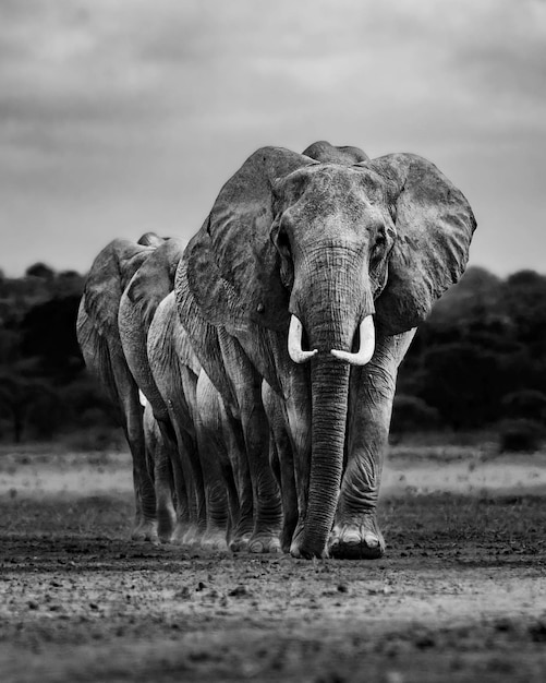 Foto elefant tier natur säugetier dschungel