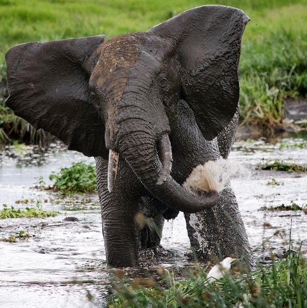 Elefant trinkt Wasser aus Pfützen.