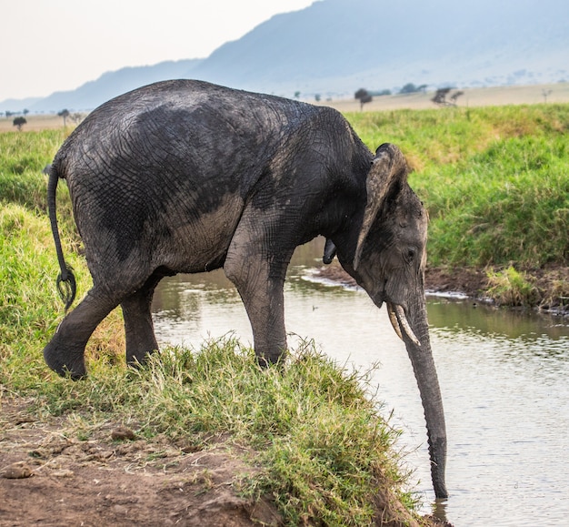 Elefant trinkt Wasser in der Savanne.