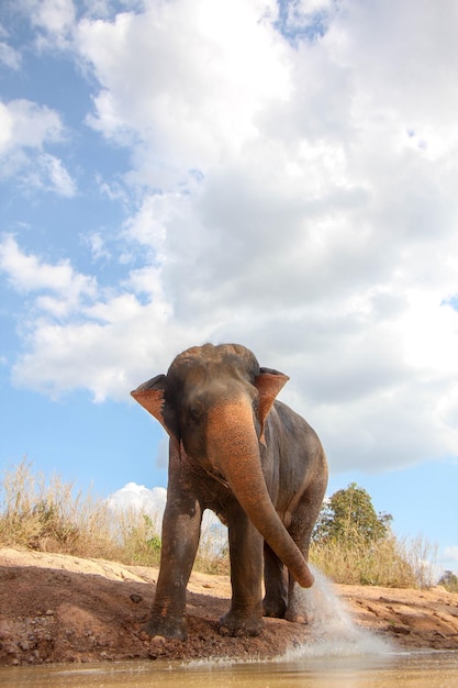 Foto elefante a tomar banho a brincar na lama