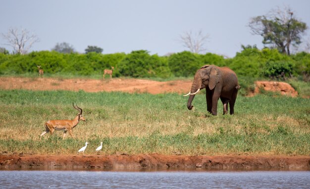 Un elefante en el abrevadero en la sabana de Kenia